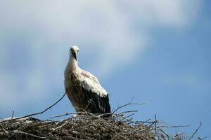 Stork in the nest. Big stork in the nest near the electric lines. photo