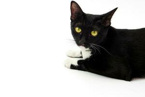 Cute black furry cat with yellow eyes lying isolated on white and looking in camera. photo