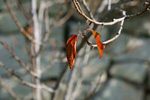 golden yellow plant in the middle on a sunny winter's day and nature background photo