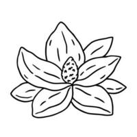 magnolia flor aislado en blanco antecedentes. vector dibujado a mano ilustración en contorno estilo. Perfecto para tarjetas, decoraciones, logo, varios diseños botánico clipart.