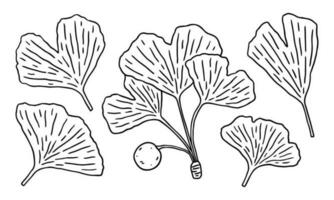 conjunto de gingko biloba hojas aislado en blanco antecedentes. vector dibujado a mano ilustración en contorno estilo. Perfecto para tarjetas, decoraciones, logo, varios diseños