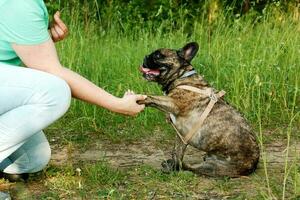 the mistress teaches the French bulldog to give a paw, feeding him with cheese, on a walk in the park photo