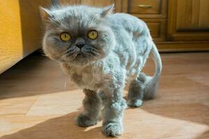 trimmed persian cat looks warily into the lens photo