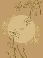 vainilla flor y vainilla planta palos con vainas, vertical modelo vector imagen. fragante especias ilustración antecedentes para texto. para etiqueta, póster, tarjeta postal, banner.mano dibujado diseño elemento