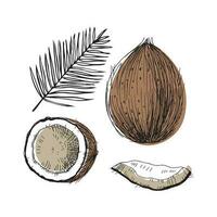 Coconut plant illustration with whole nut , slice and palm branch. Hand drawn doodle sketch style with hatching drawing. Design element tropical nuts. Isolated white background vector