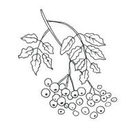 Rowan tree branch vector illustration with rowan berries hand drawn on isolated background. Graphic sketch of an autumn plant. Design element, line art