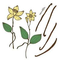 Vanilla flower and sticks of vanilla plant set with Isolated pods fragrant spice vector illustration. Hand drawn color image with stroke doodle sketch. Design element for background template, label