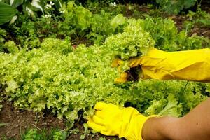 gloved hands pluck lettuce leaves from the garden photo