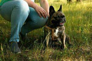 francés buldog se sienta siguiente a su propietario en el parque en el césped foto