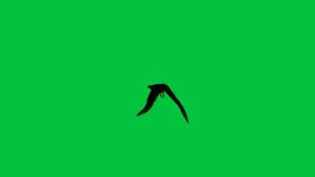 2d single black bird flying, eagle flying loop animation on green screen background video