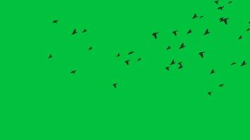 2d birds flock flying with wings in the sky animation on green screen background video