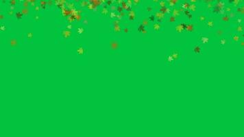 kleurrijk herfst bladeren, eeuw bladeren, esdoorn- blad vallend animatie Aan groen scherm achtergrond video