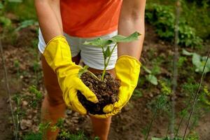 female hands in household gloves transplant seedlings of cucumbers photo