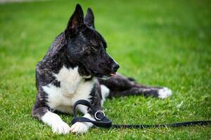 Beautiful black and white akita mutt dog. Mixed and cross-breed. photo