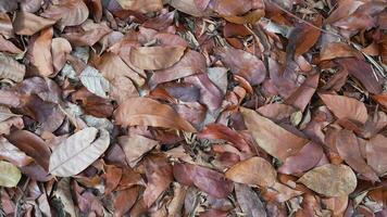 trocken Blätter fallen auf Boden video
