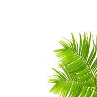 Palm leaf isolated on white background. photo