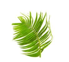 Palm leaf isolated on white background. photo