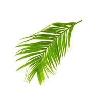 Palm leaf isolated on white background. photo