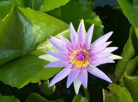 The purple water lily flower blooms in the pond, the purple water lily flower makes you feel rested, the purple water lily flower gives you the feeling of being in nature. landscape background photo