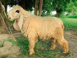 White ram for eid ul adha. A muslim event photo