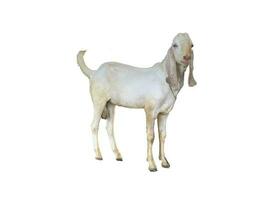 White bangal male goat isolated on white background photo