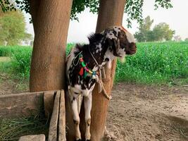 Angola Nubian male goat for eid ul adha. A muslim religious event photo