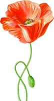 Watercolor hand drawn floral clipart red flower poppy isolated vector