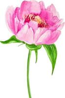 Pink flower peony hand drawn watercolor clipart isolated vector