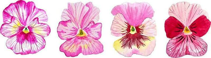 Watercolor set of pink flowers pansy flowers stickers for design and decor vector