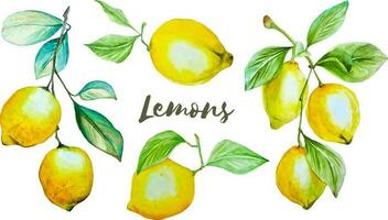 Watercolor set of yellow lemons on the branches with green leaves separate elements cliparts isolated on white vector