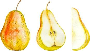 Watercolor pears collection hand drawn, whole and sliced pears set cliparts isolated vector