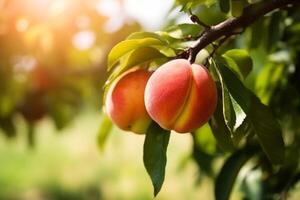 Natural Fruit. Peaches growing on a tree in the summer. Fresh peaches on tree branches. Delicious and healthy organic nutrition. Garden with ripened fruits. Copy space. . photo