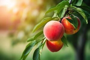 natural fruta. duraznos creciente en un árbol en el verano. Fresco duraznos en árbol sucursales. delicioso y sano orgánico nutrición. jardín con madurado frutas Copiar espacio. generativo ai. foto