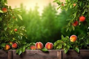 Natural Fruit. Peaches growing on a tree in the summer. Delicious and healthy organic nutrition. Garden with ripened fruits. Copy space. . photo