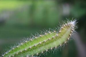 Beautiful dragon fruit tree. green blur background. closeup view. photo