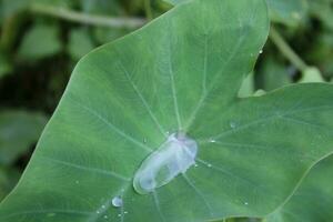 Rain water drop on the green leaf. photo