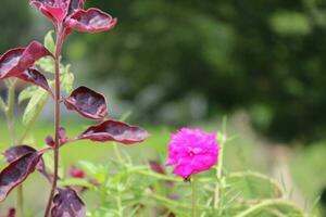 hermosa musgo Rosa en el jardín. de cerca ver con verde difuminar antecedentes foto