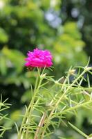 Beautiful moss rose in the garden. Closeup view with green blur background photo