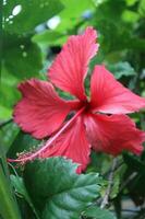 rojo flor en el sonar. de cerca ver foto