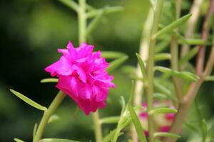 Beautiful moss rose in the garden. Closeup view with green blur background photo