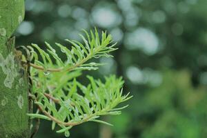 rain water drop in green leaf. photo