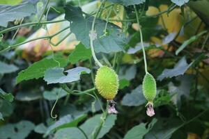 Tow Spiny gourd hanging on the tree in the farm. photo