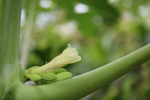 Papayas flower on the papayas tree. closeup view. photo