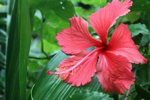 Red flower in the jangle. closeup view photo