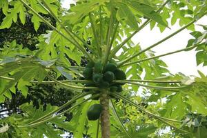 hermosa papayas en el papaya árbol en el jardín. verde ver foto
