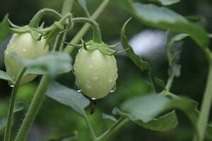 lluvia agua soltar en verde tomate en el tomate planta. de cerca ver con difuminar verde antecedentes foto