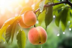 Fresh peaches wih drops of water. Natural Fruit growing on a tree in the summer. Garden with ripened fruits on sunset light. Delicious and healthy organic nutrition. Copy space. . photo