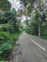 in the morning the road is still very quiet, especially the road in the forest photo