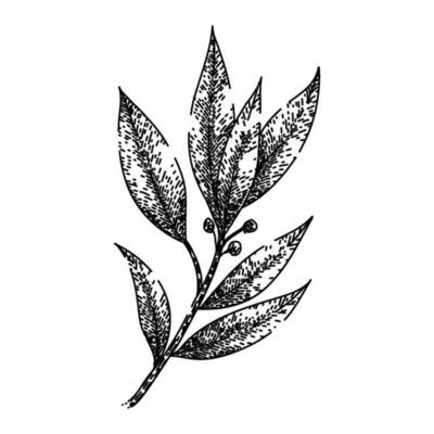 bay leaf herb sketch hand drawn vector