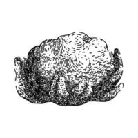 cauliflower white food sketch hand drawn vector